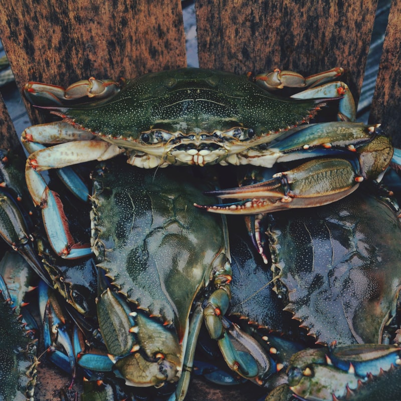 Fresh Blue Crabs at a Nags Head NC Restaurant